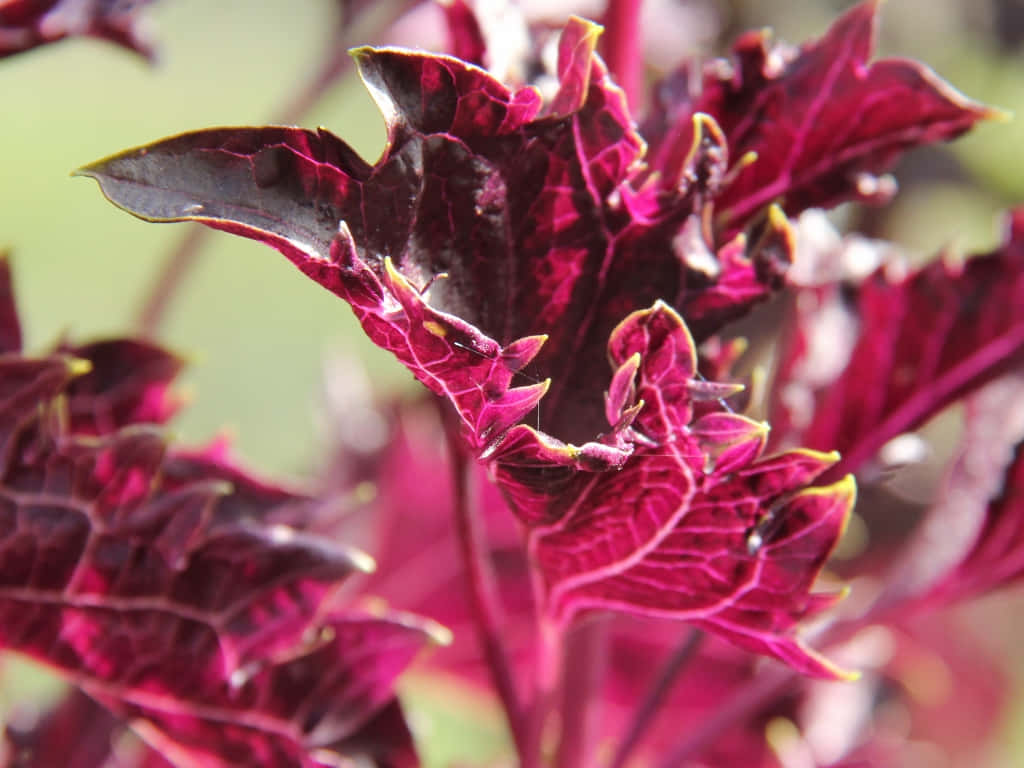 Purple Basil Closeup Wallpaper