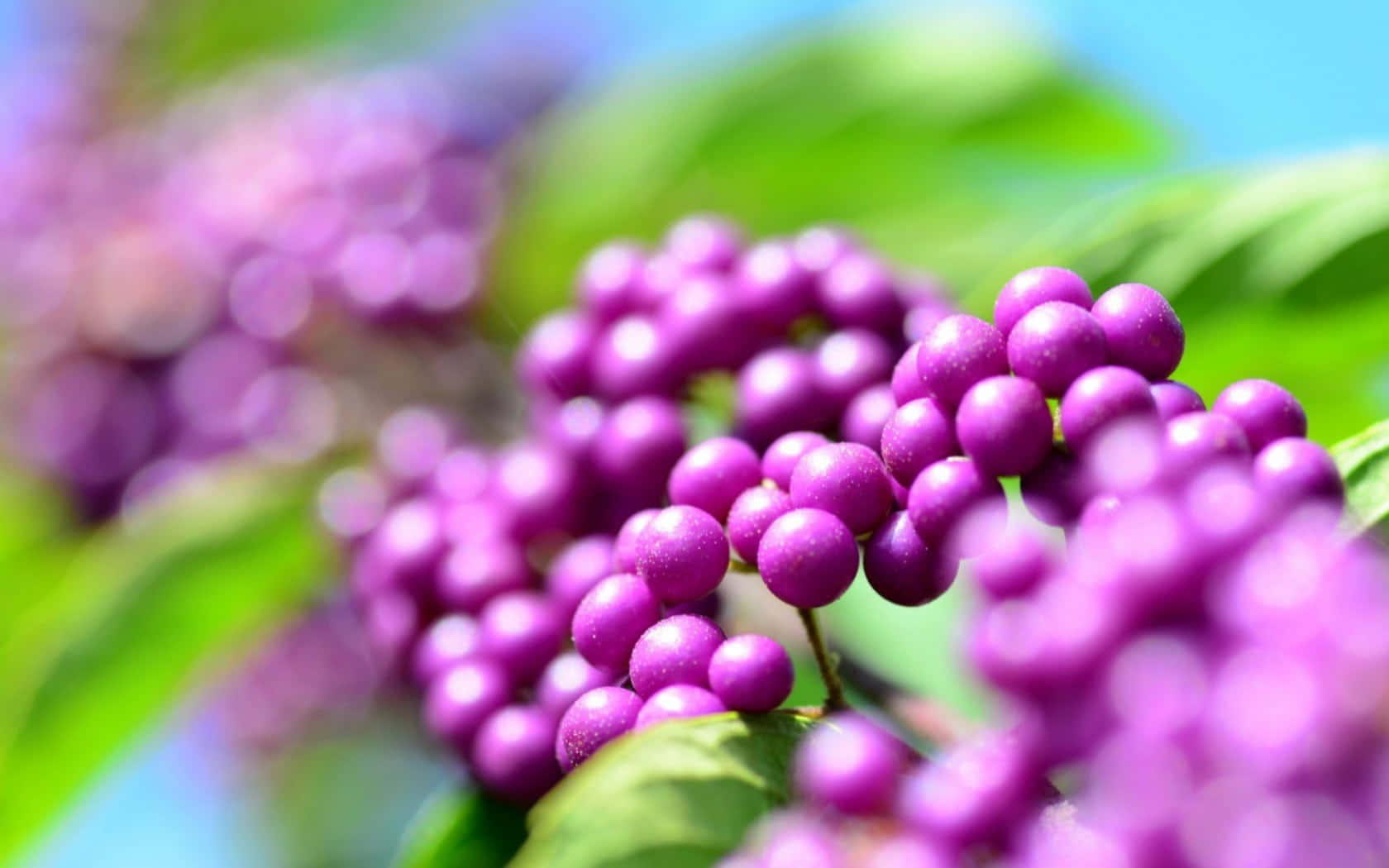 Purple Berries - Sweet And Juicy Wallpaper