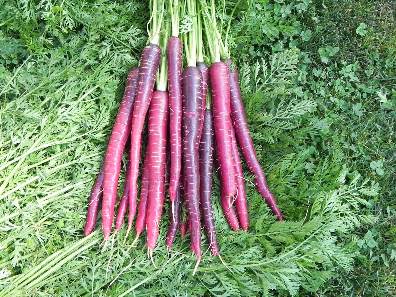 Purple Carrots - A Colorful And Nutritious Snack Wallpaper