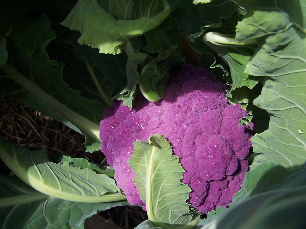 Purple Cauliflower In All Its Colorful Glory Wallpaper