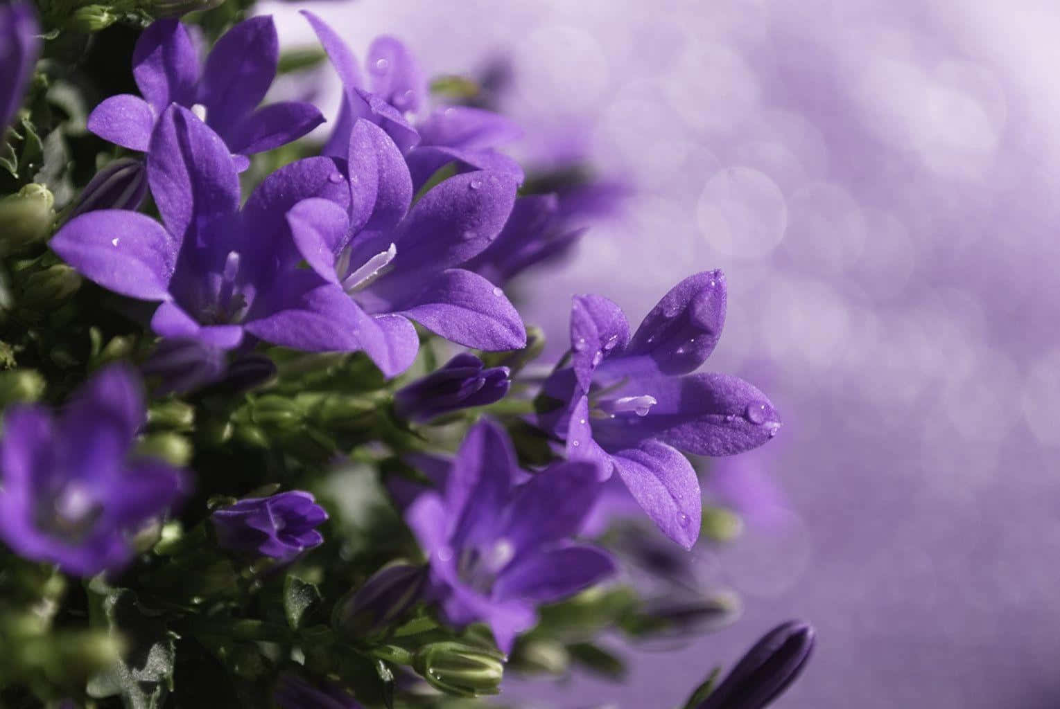 Purple Cool Dalmatian Bellflower Wallpaper