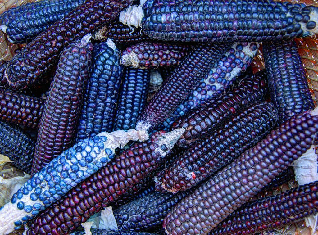 Purple Corn - A Delicious Addition To Any Meal