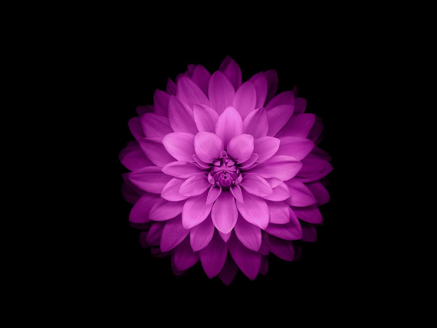 Purple Dahlia Flower Ios 3 Wallpaper