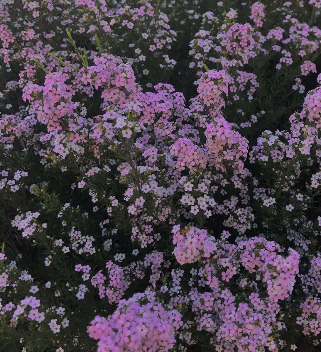 Purple Floral Backdrop Y2 K Aesthetic Wallpaper