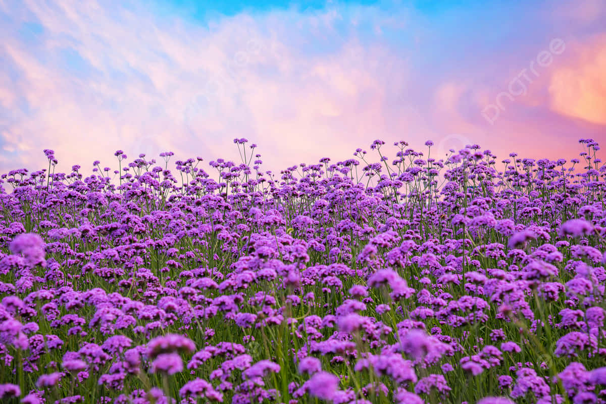 Purple Flower Fieldat Sunset.jpg Wallpaper