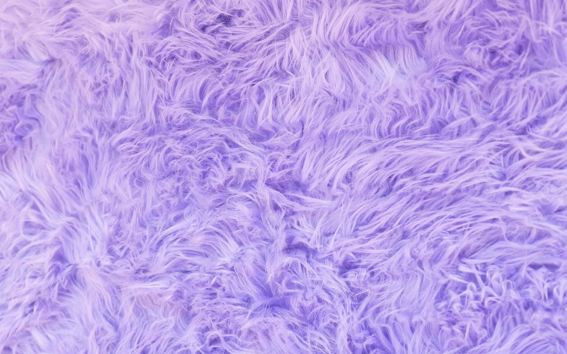 Purple Furry Background With A Close Up View Wallpaper