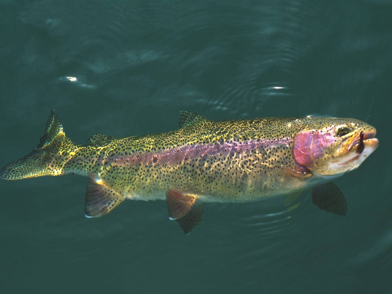 Purple Green Trout Wallpaper