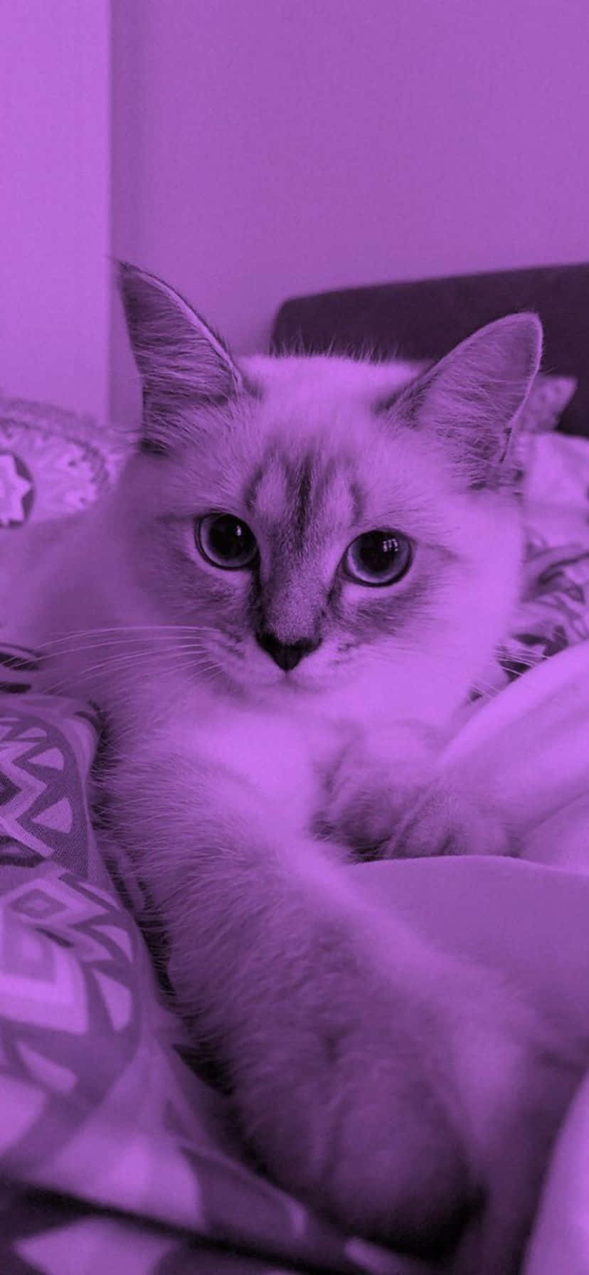 Purple Hued Cat Portrait Wallpaper