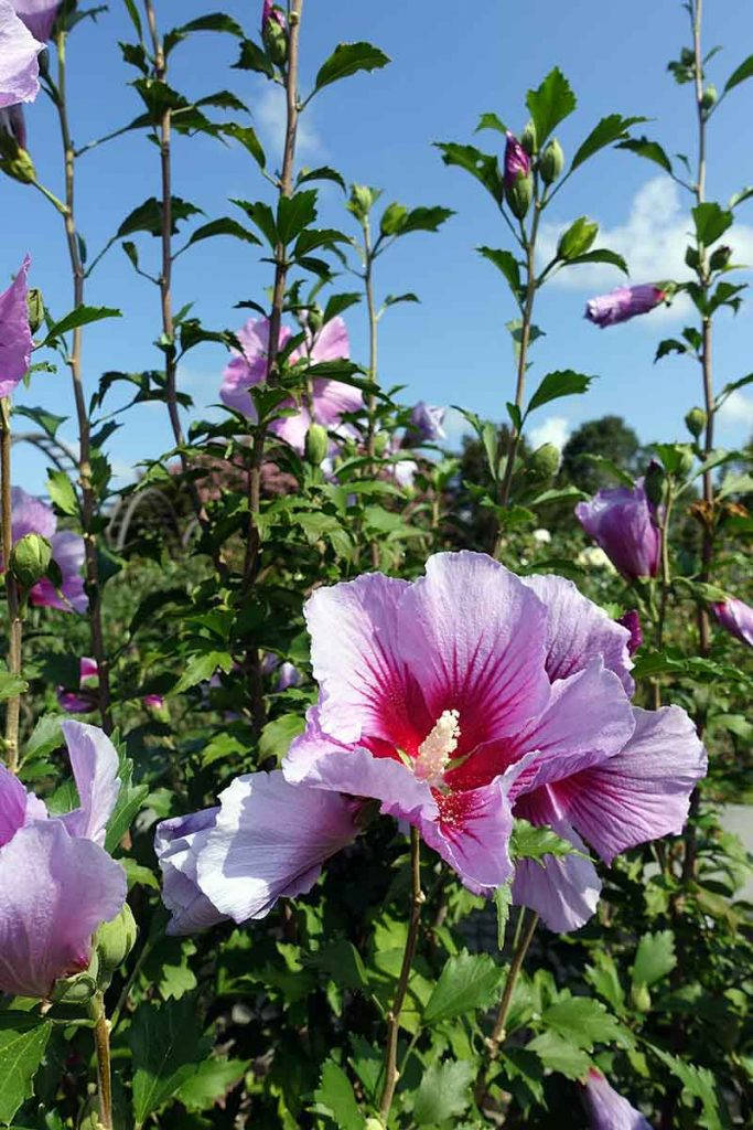 Purple Pillar Hibiscus Wallpaper