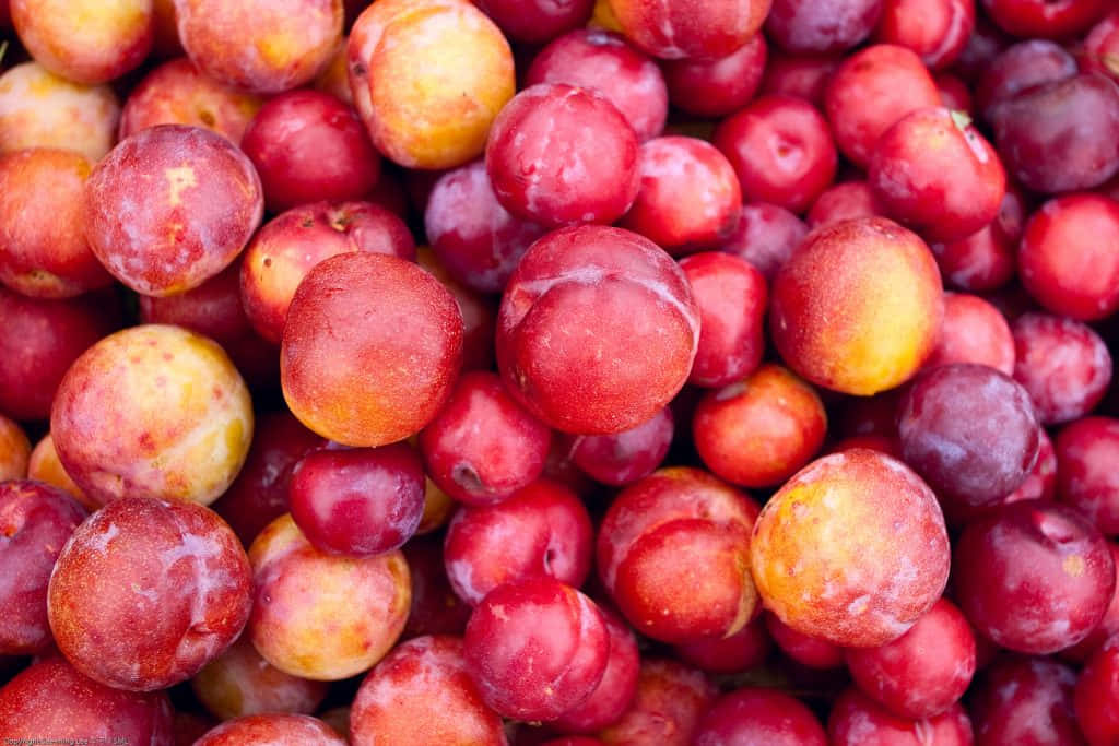 Purple Plums Ripening In The Sunlight