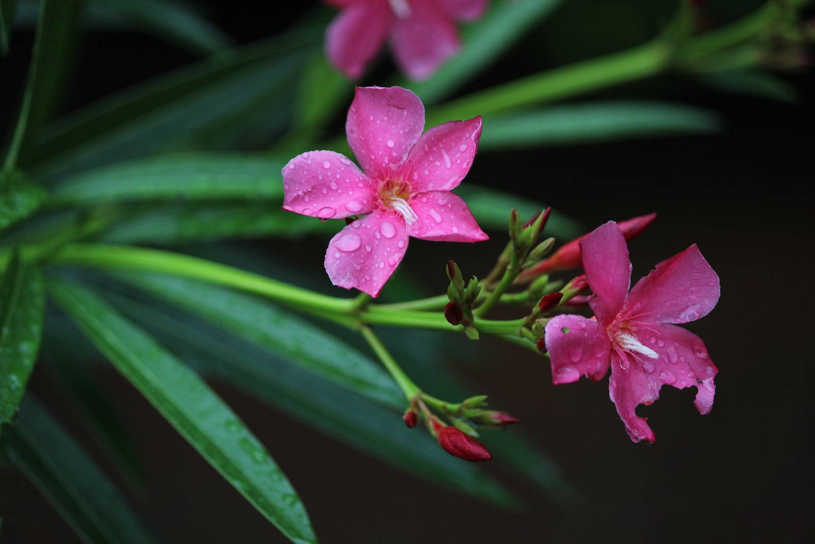 Purple Real Floral Plant Wallpaper