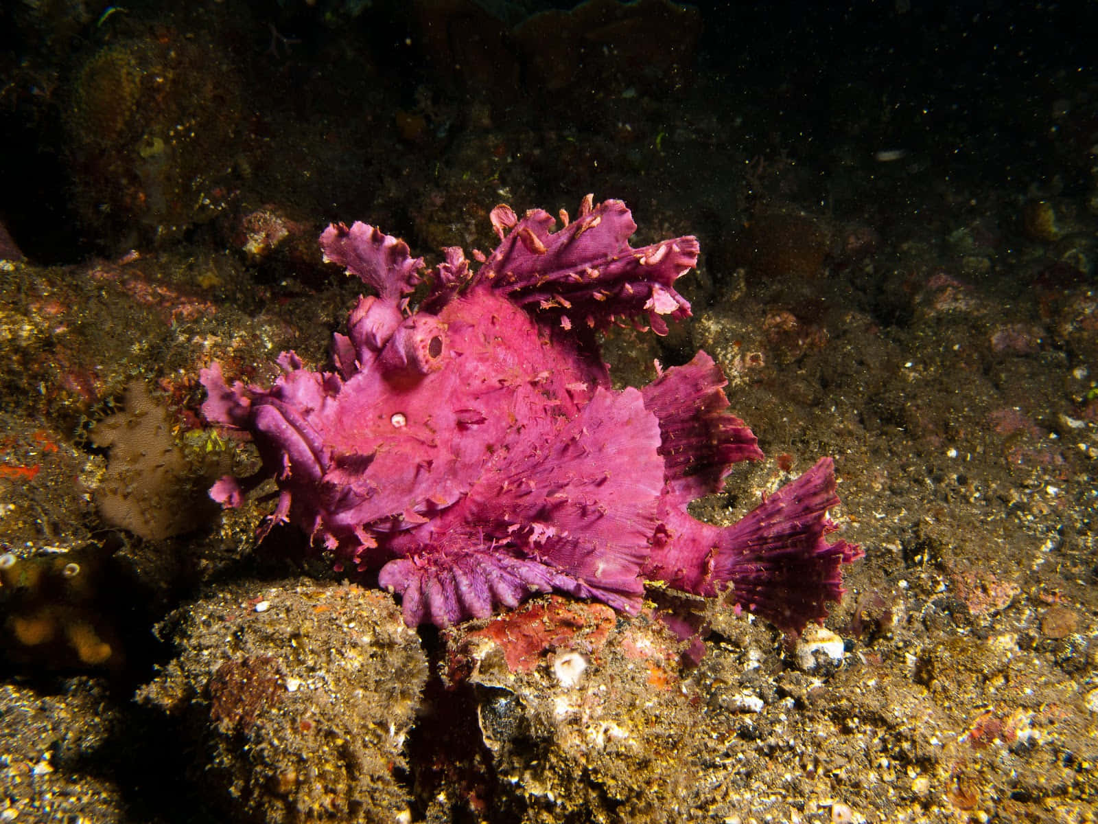 Purple Scorpionfish Camouflage Wallpaper