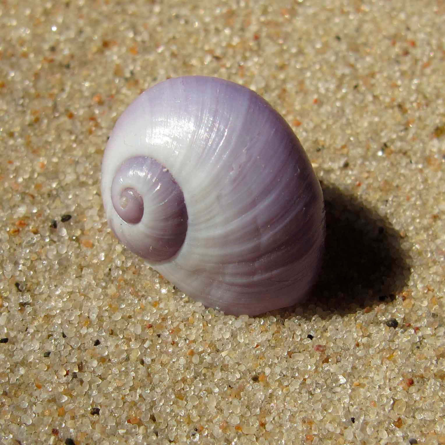 Purple Sea Snail Shellon Sand Wallpaper