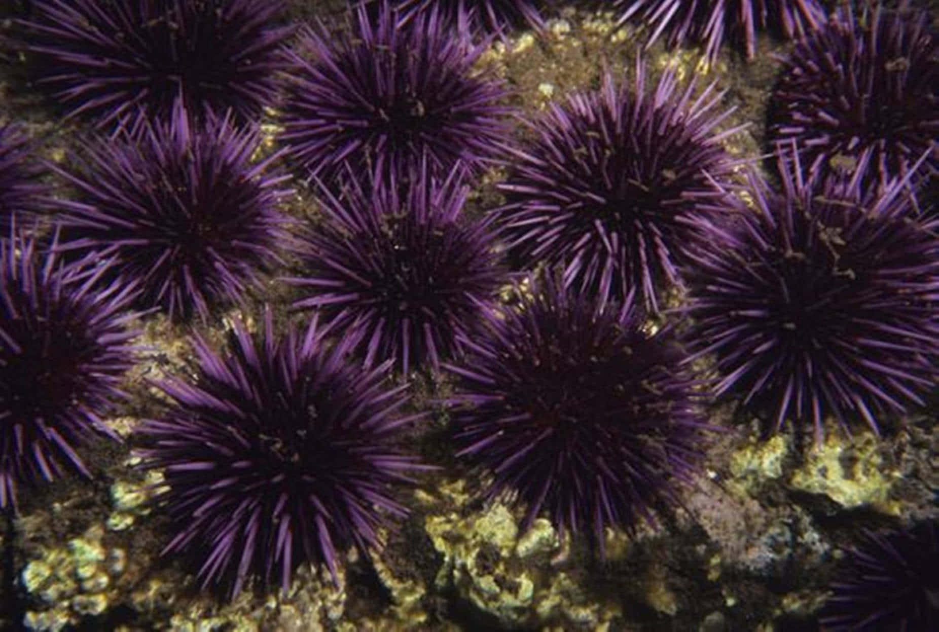 Purple Sea Urchins Cluster.jpg Wallpaper