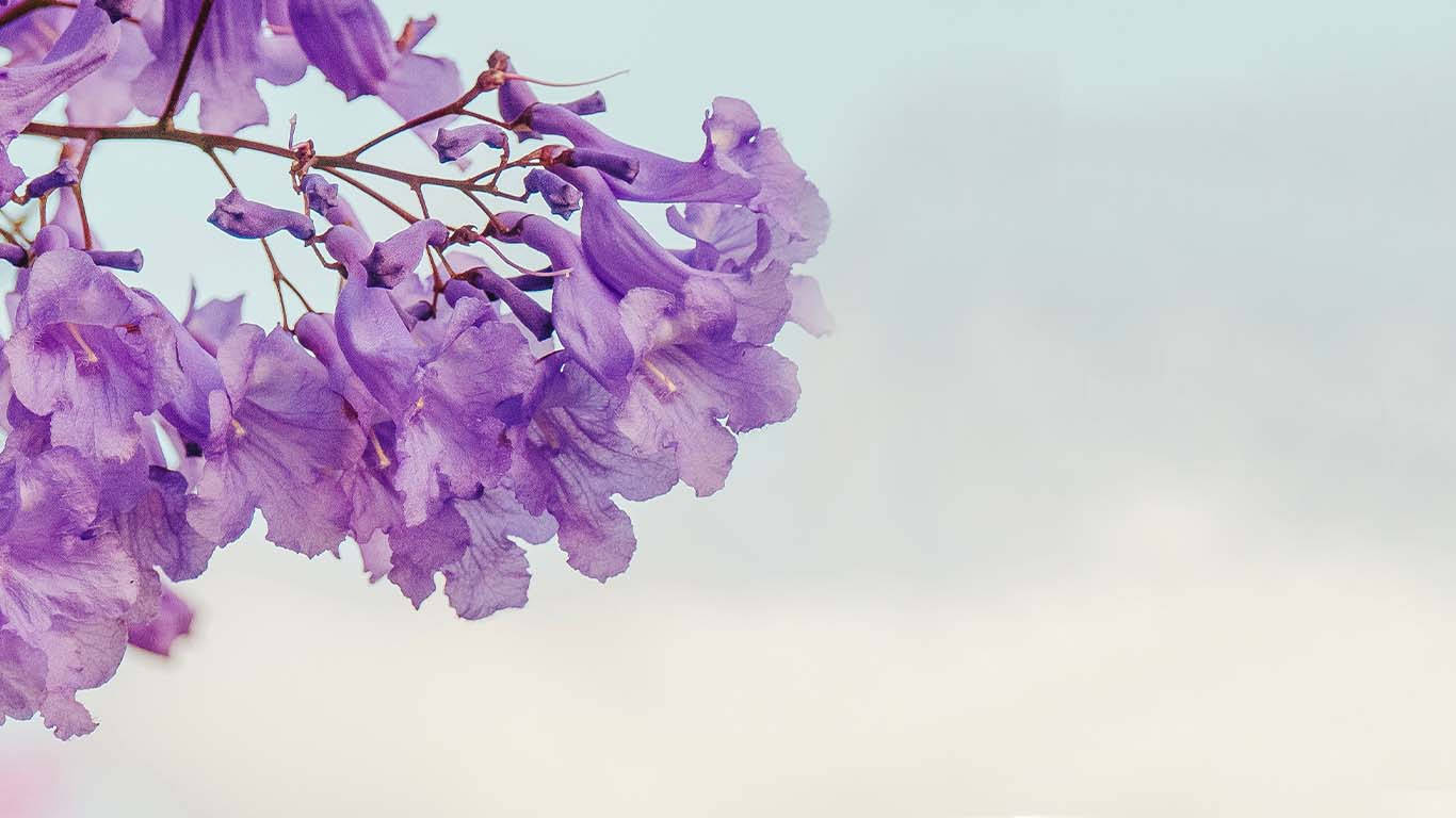 Purple Tree Minimalist Wallpaper