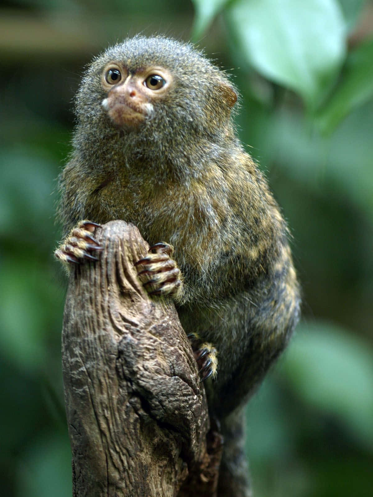 Pygmy Marmoset On Tree Wallpaper