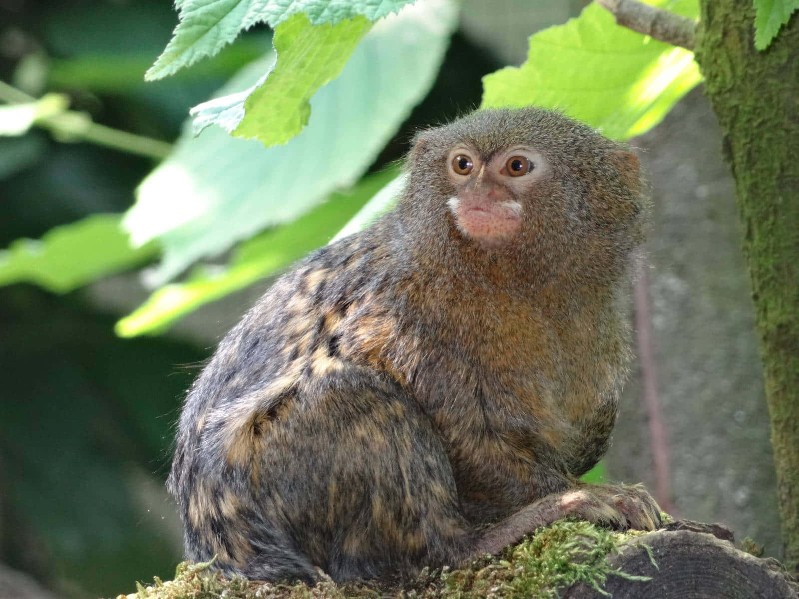 Pygmy Marmosetin Natural Habitat.jpg Wallpaper