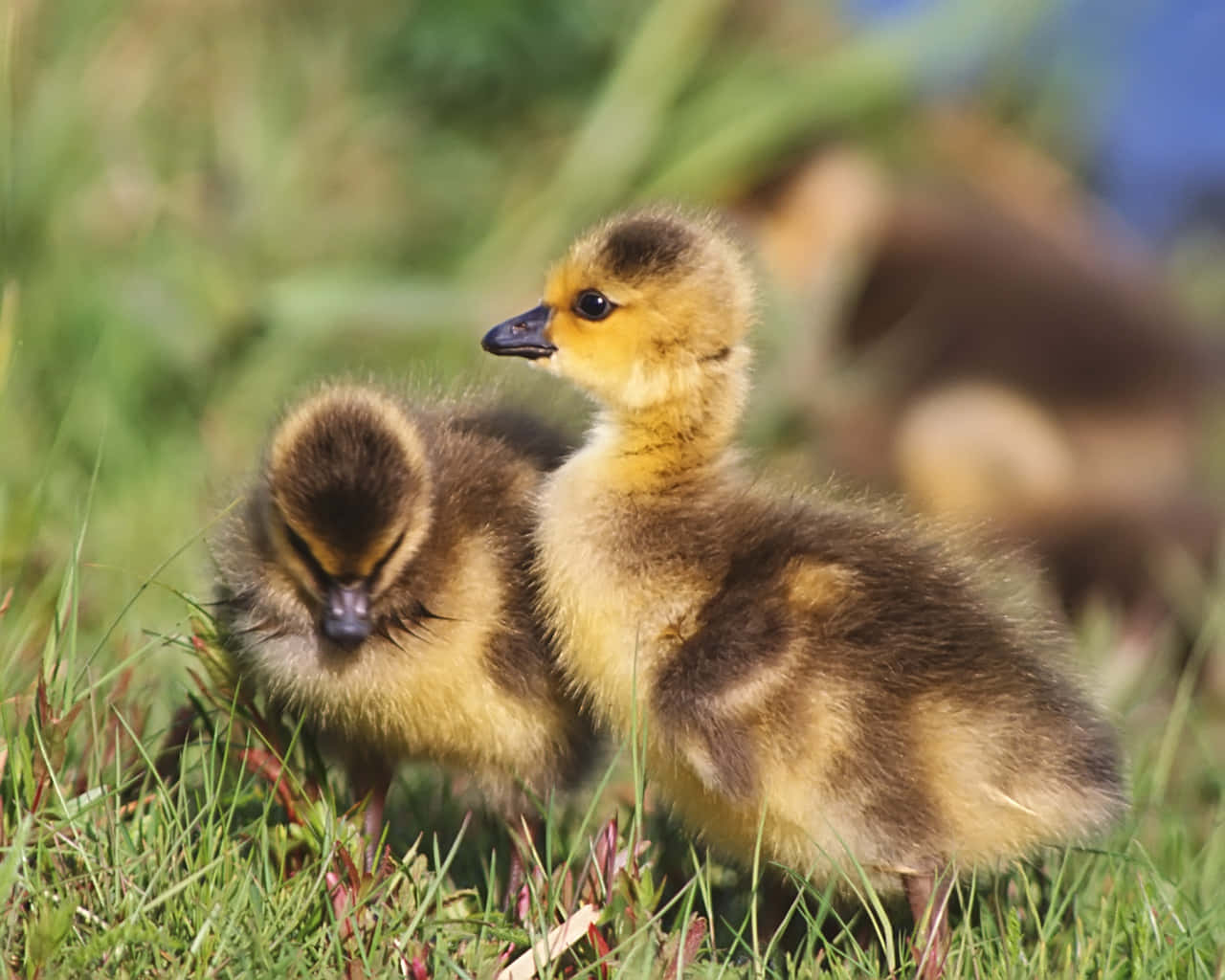 Quack Quack, Adorable Duckling Wallpaper