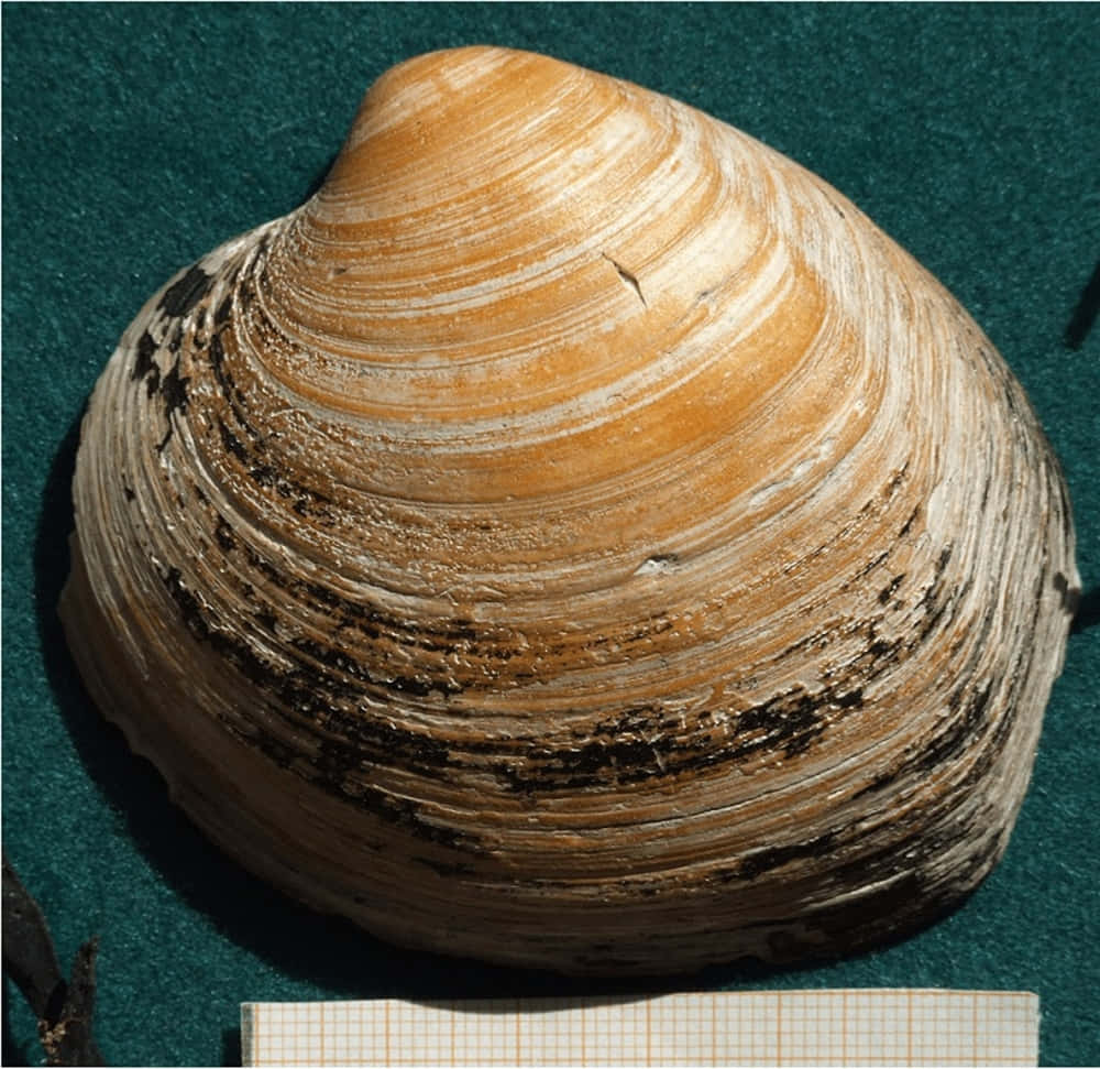 Quahog Clam Shell Closeup Wallpaper