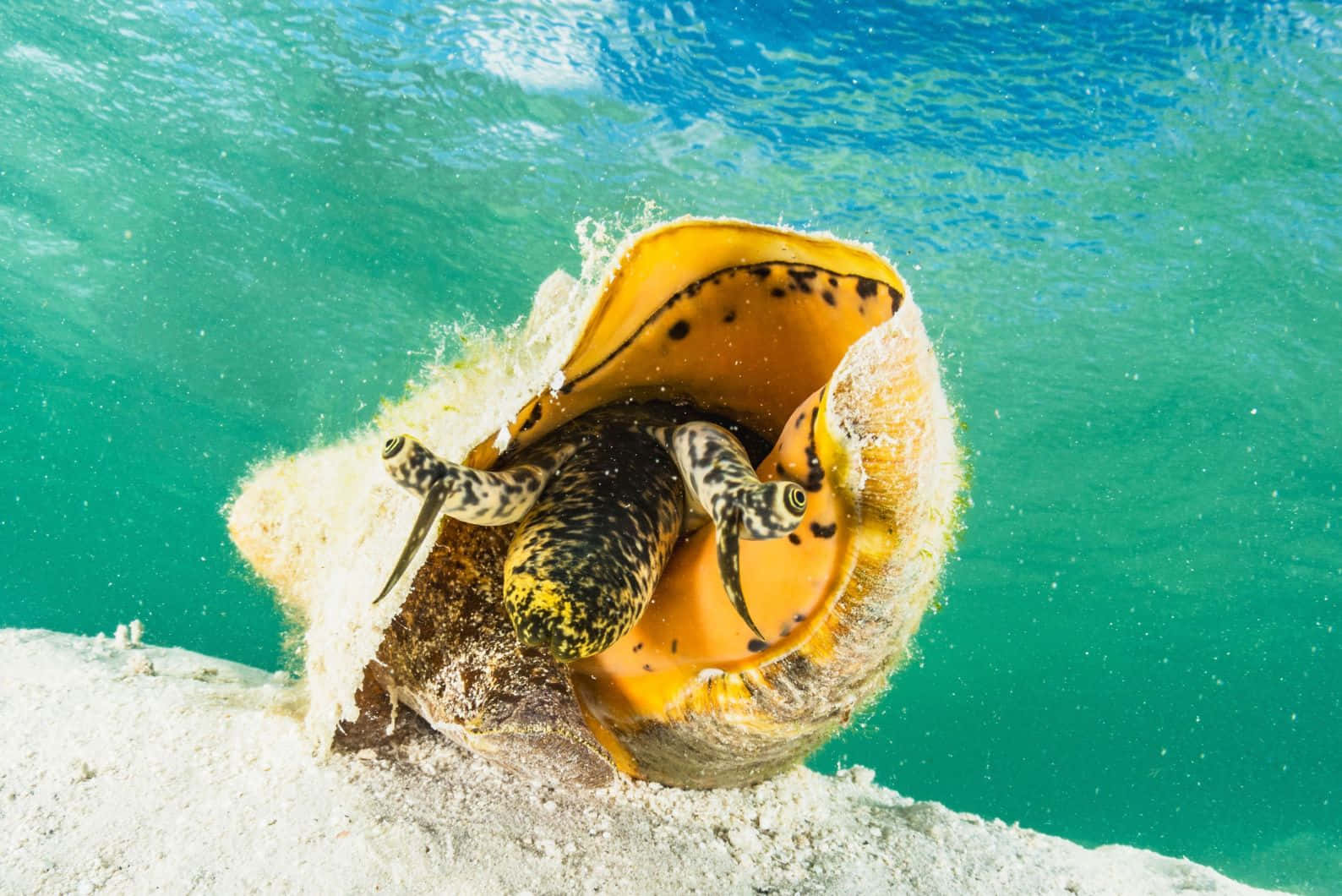 Queen Conch Emerging From Shell Wallpaper