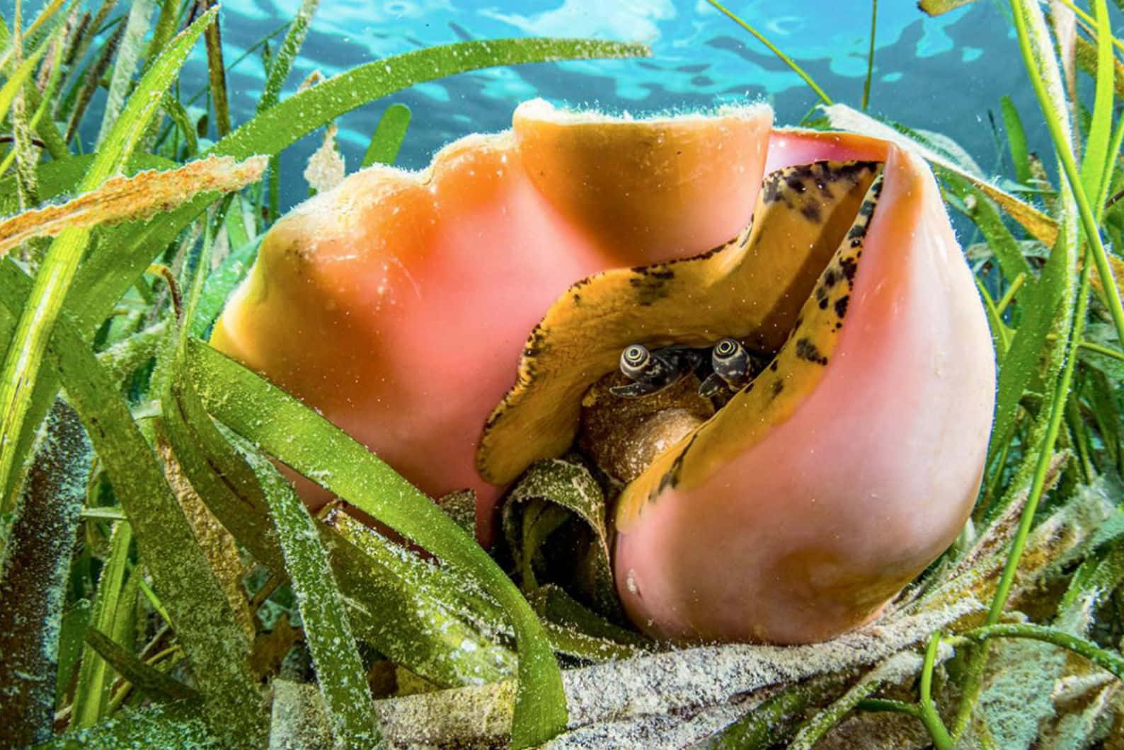 Queen Conch In Seagrass.jpg Wallpaper