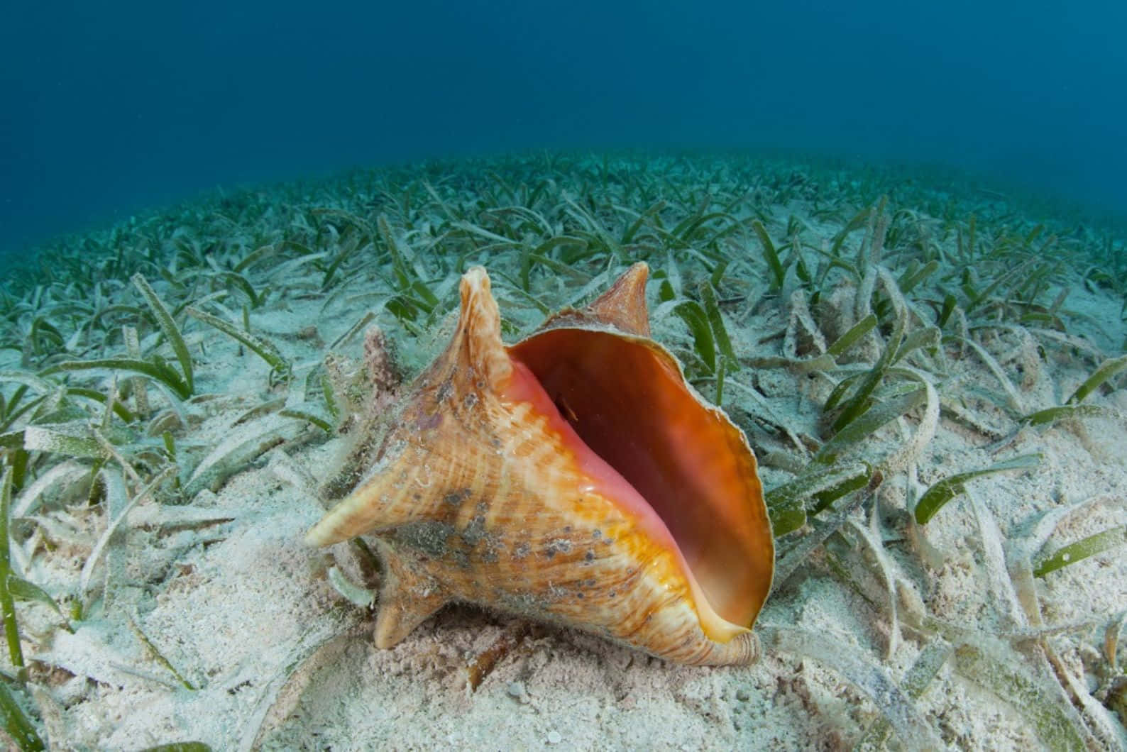 Queen Conch Seabed Habitat Wallpaper