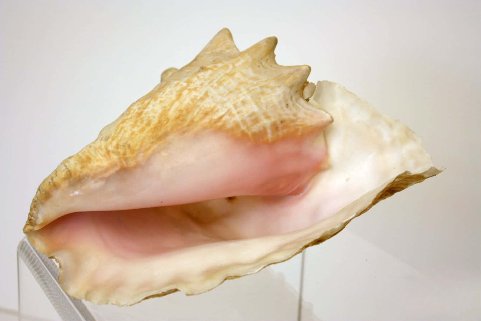 Queen Conch Shell Display Wallpaper