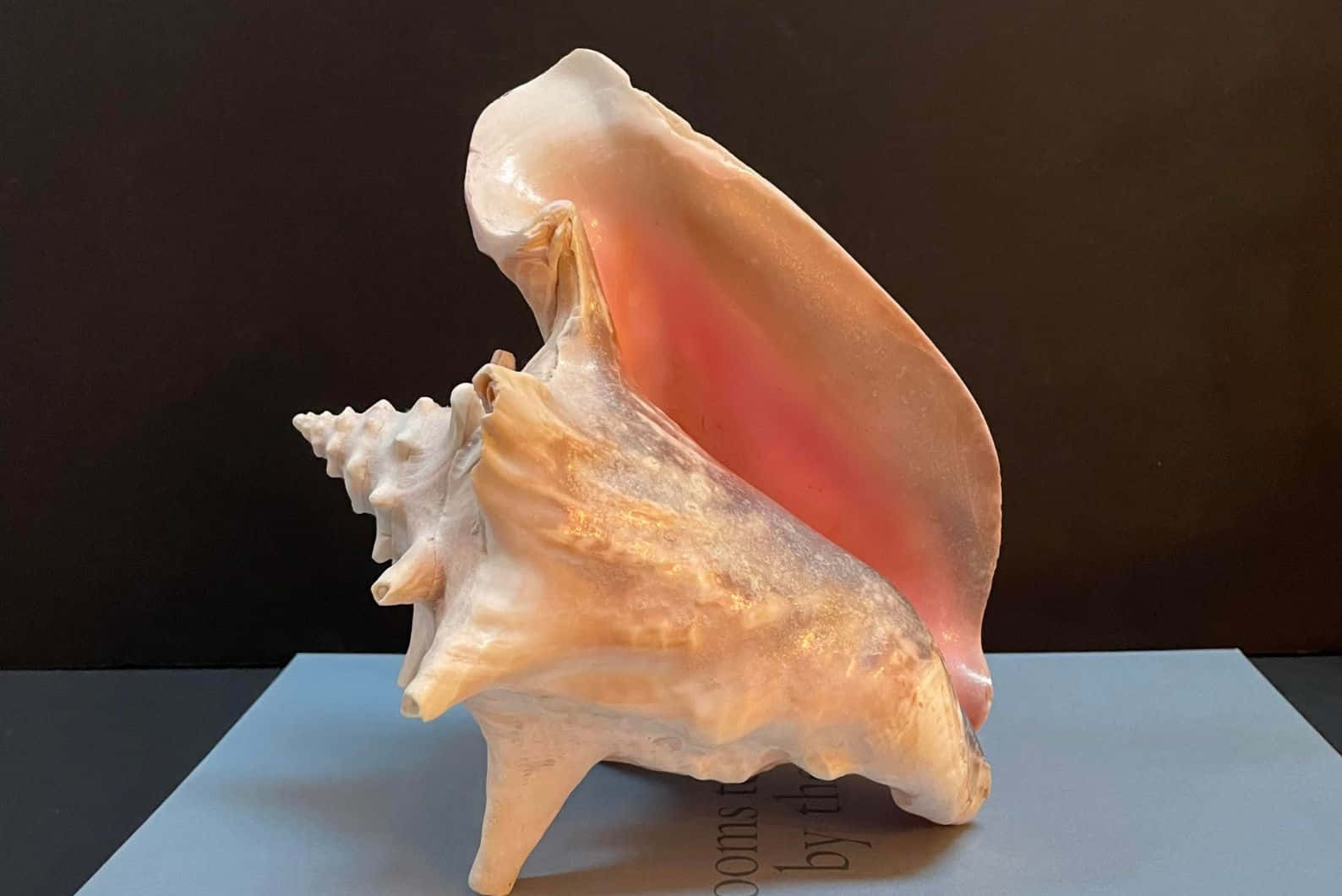 Queen Conch Shell Side View Wallpaper