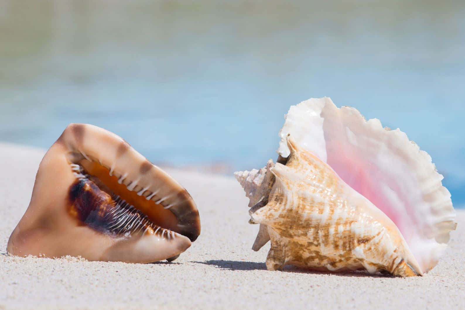 Queen Conch Shellson Beach Wallpaper