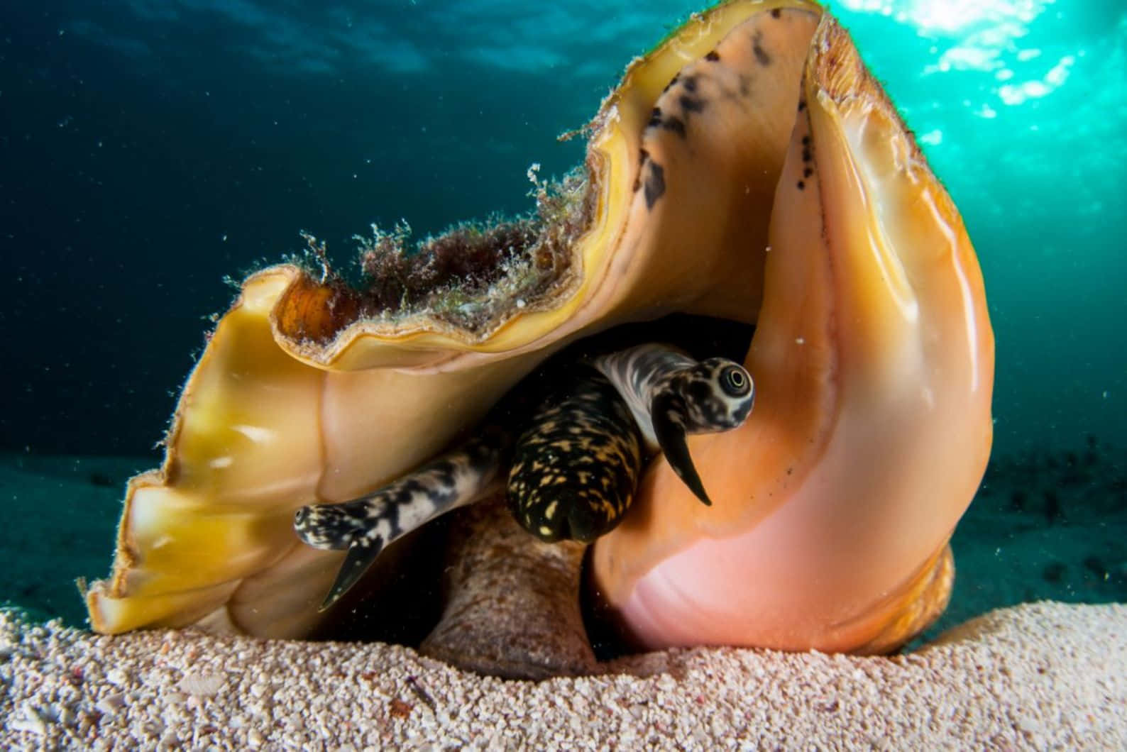 Queen Conch Underwater Beauty Wallpaper