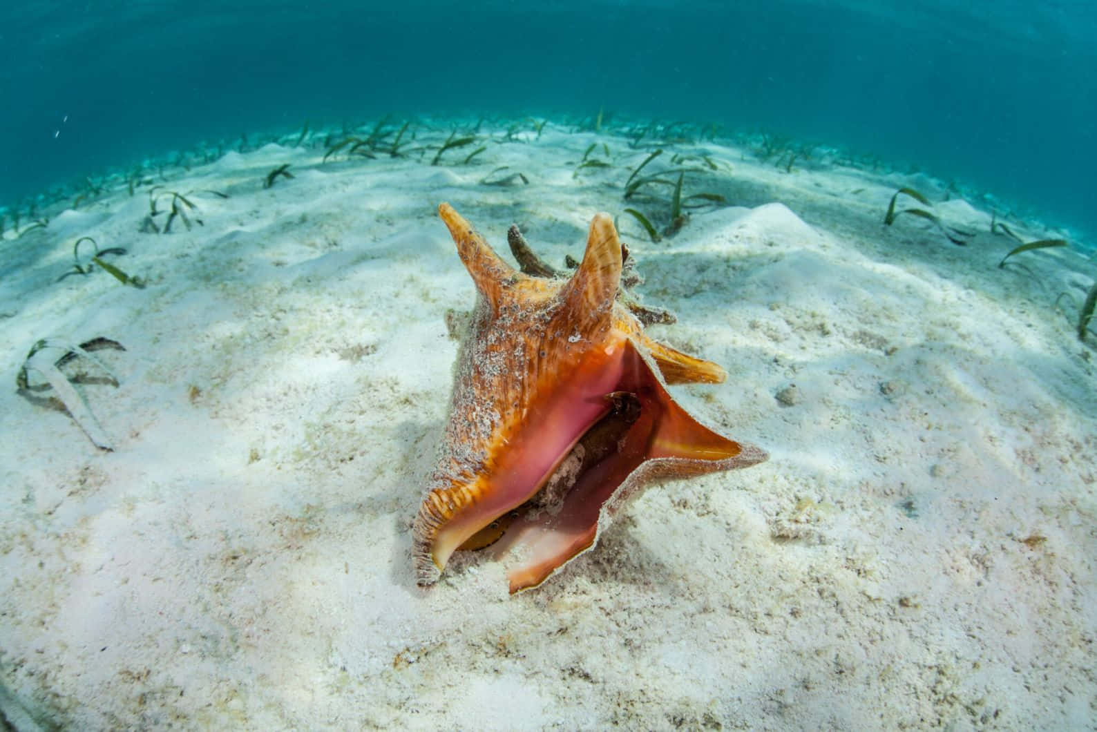 Queen Conch Underwater Sandy Bottom Wallpaper