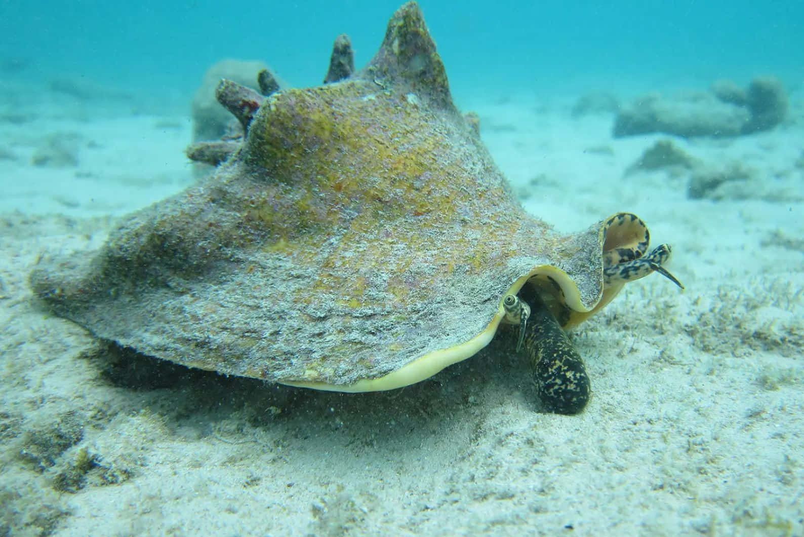 Queen Conch Underwater Sandy Bottom Wallpaper