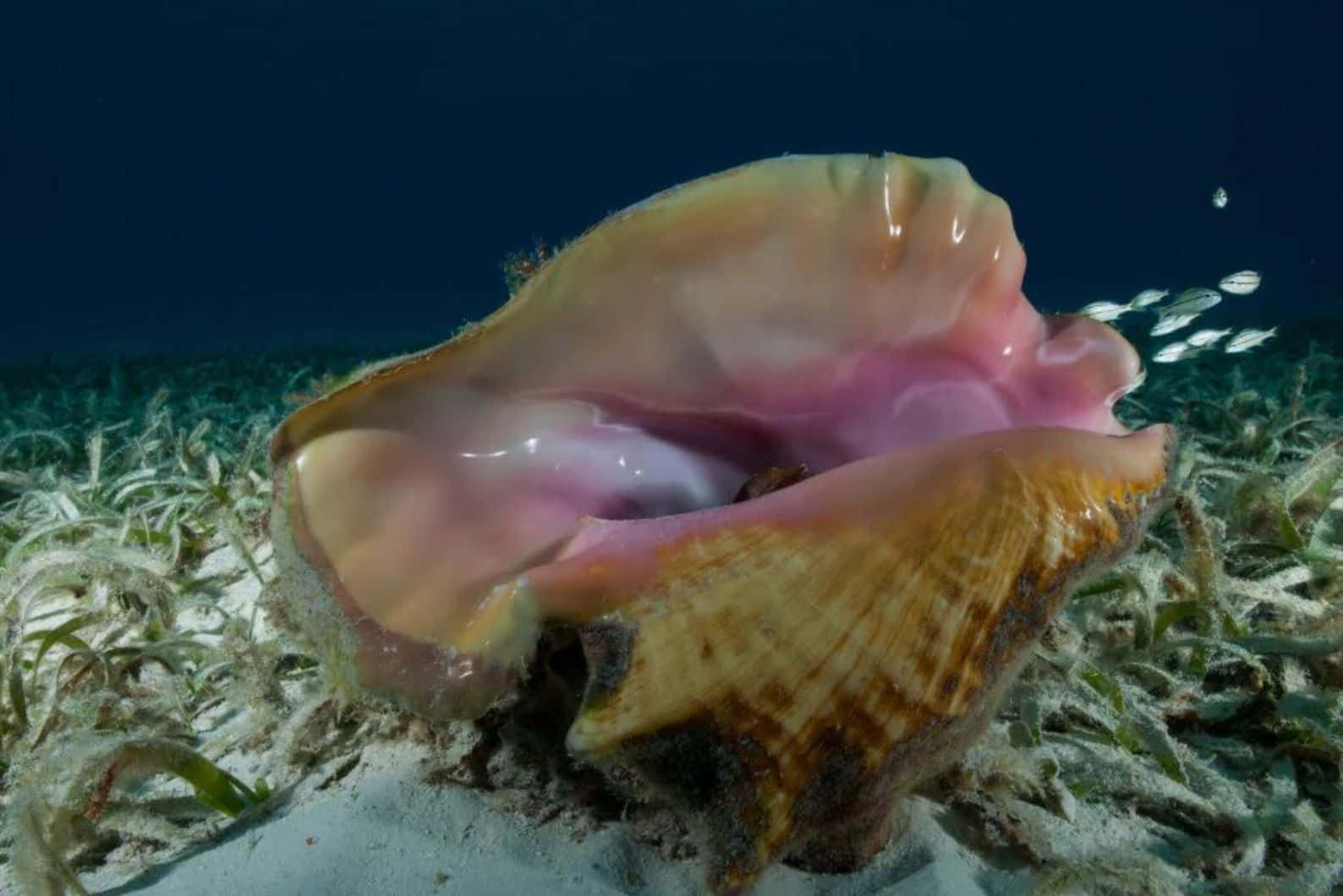 Queen Conch Underwater Scene Wallpaper