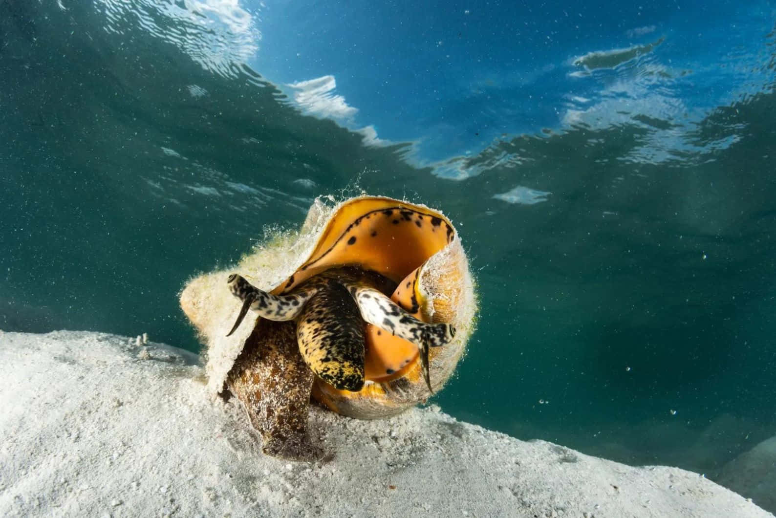 Queen Conch Underwater Snapshot Wallpaper