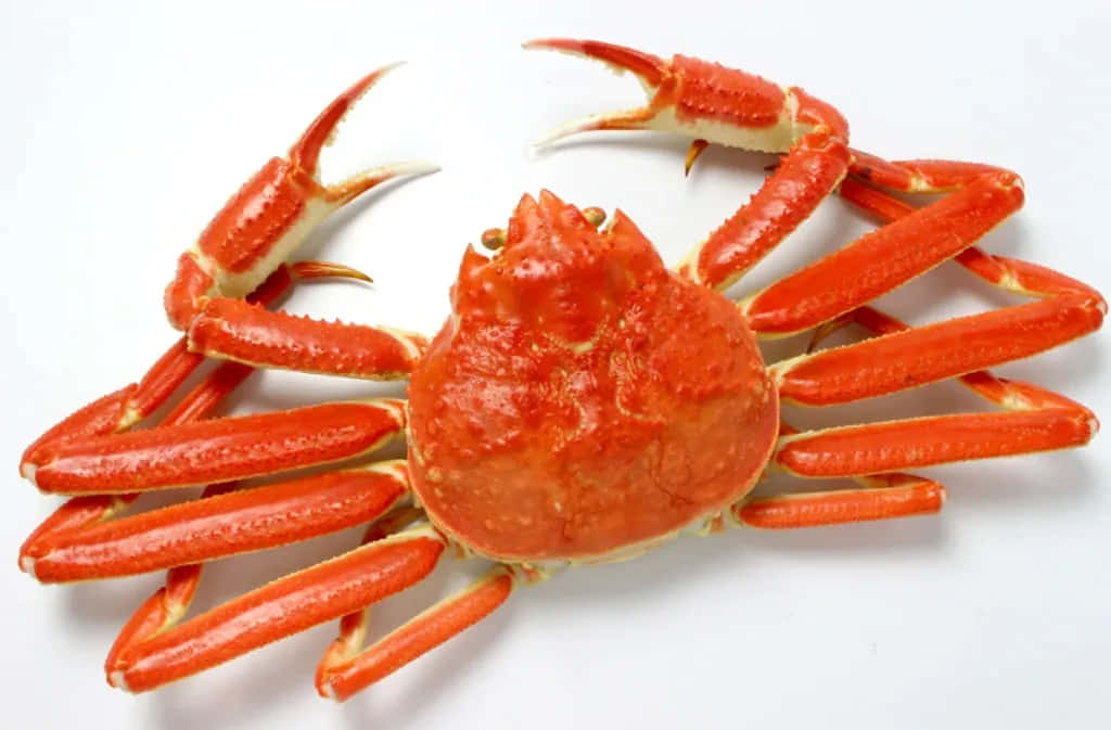 Queen Crab Isolatedon White Background Wallpaper