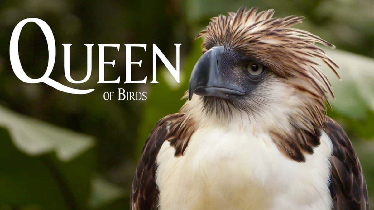 Queenof Birds Philippine Eagle Wallpaper