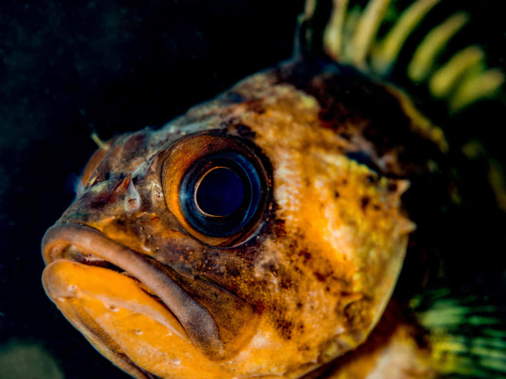 Quillback Rockfish Closeup Wallpaper