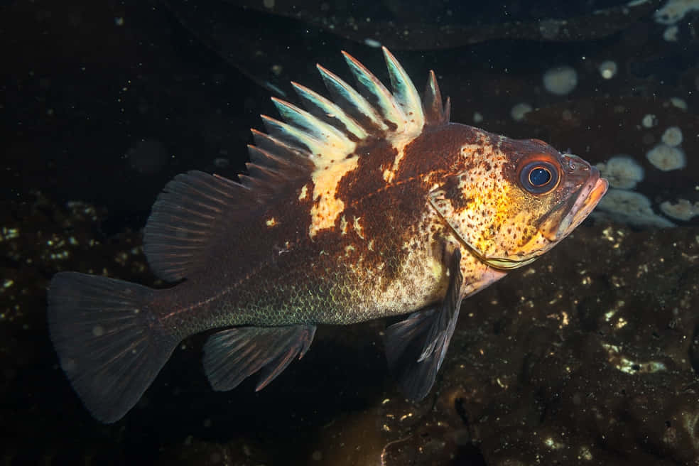 Quillback Rockfish Underwater Wallpaper