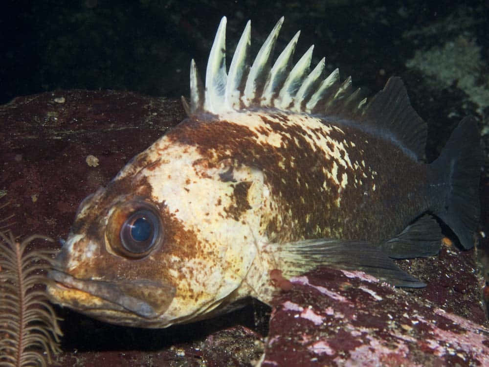 Quillback Rockfish Underwater Wallpaper