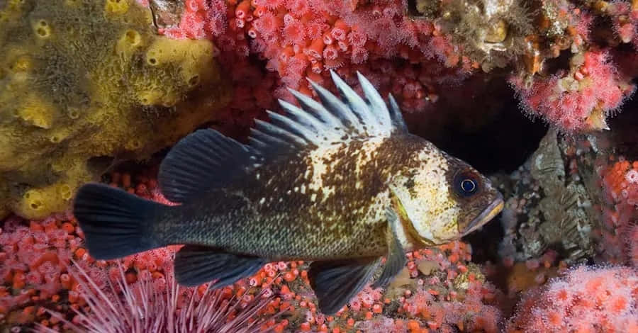 Quillback Rockfish Underwater Habitat Wallpaper