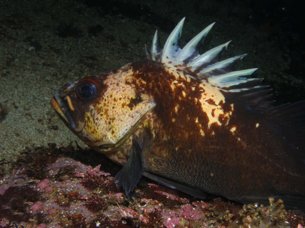 Quillback Rockfish Underwater Wallpaper