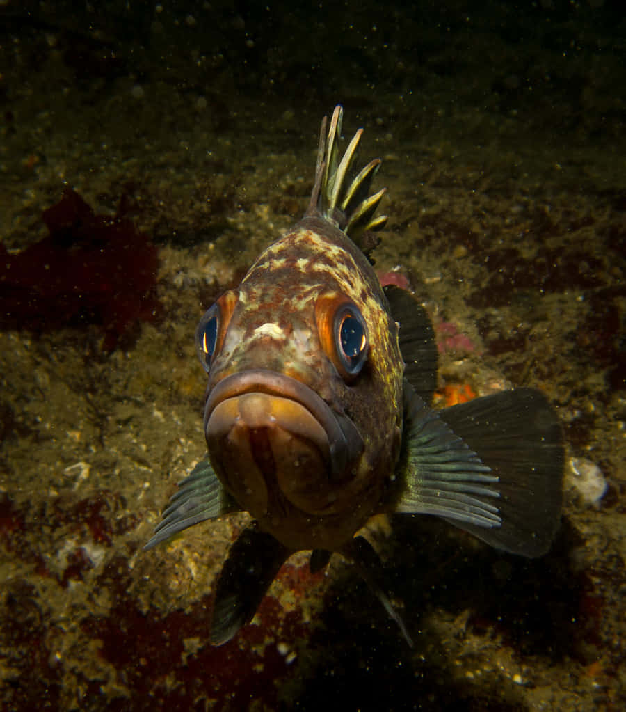 Quillback Rockfish Underwater Wallpaper