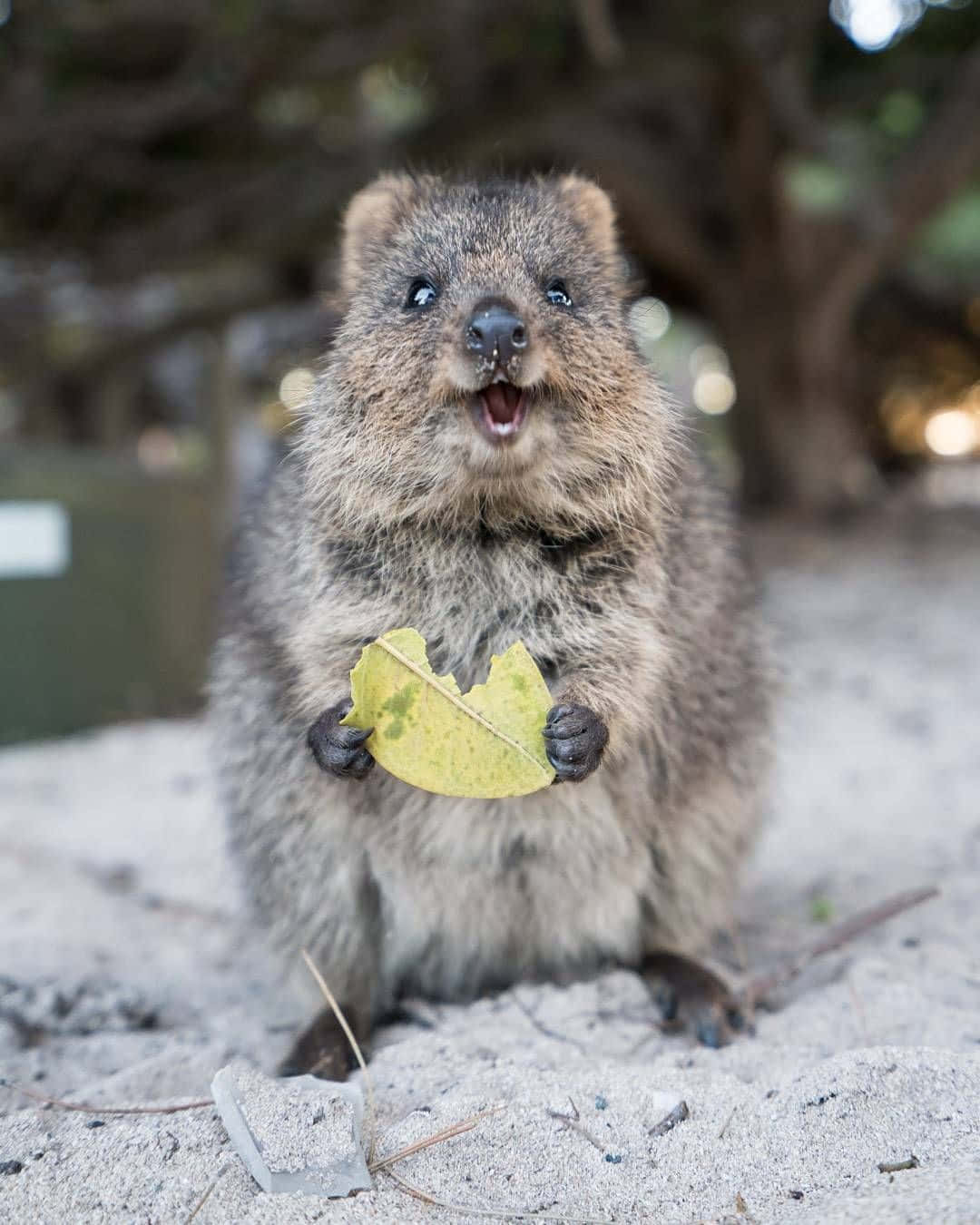 Quokka Holding Leaf Wallpaper