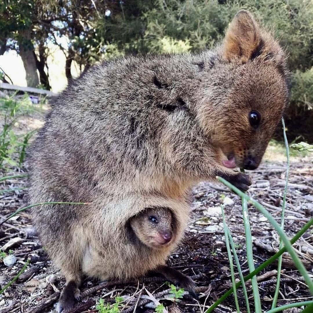 Quokkaand Joeyin Nature.jpg Wallpaper