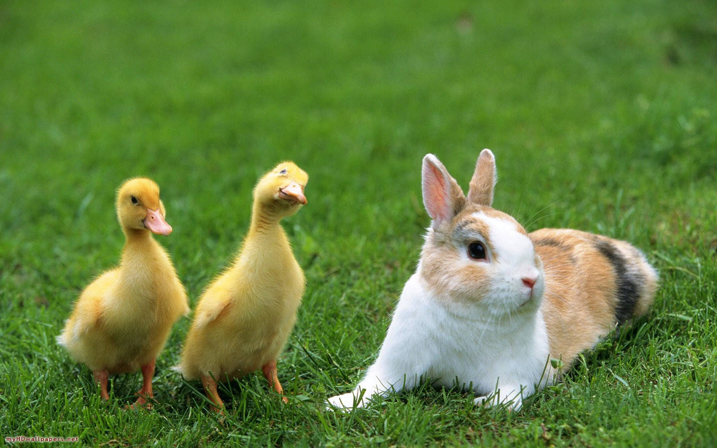 Rabbit And Ducks Wallpaper