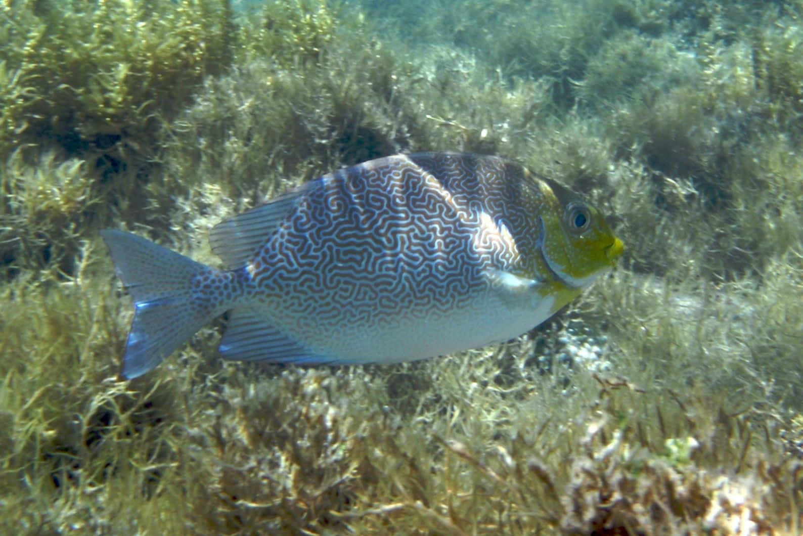 Rabbitfish Swimming Among Seagrass.jpg Wallpaper