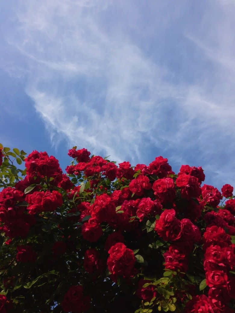 “radiant Beauty Of A Red Flower” Wallpaper