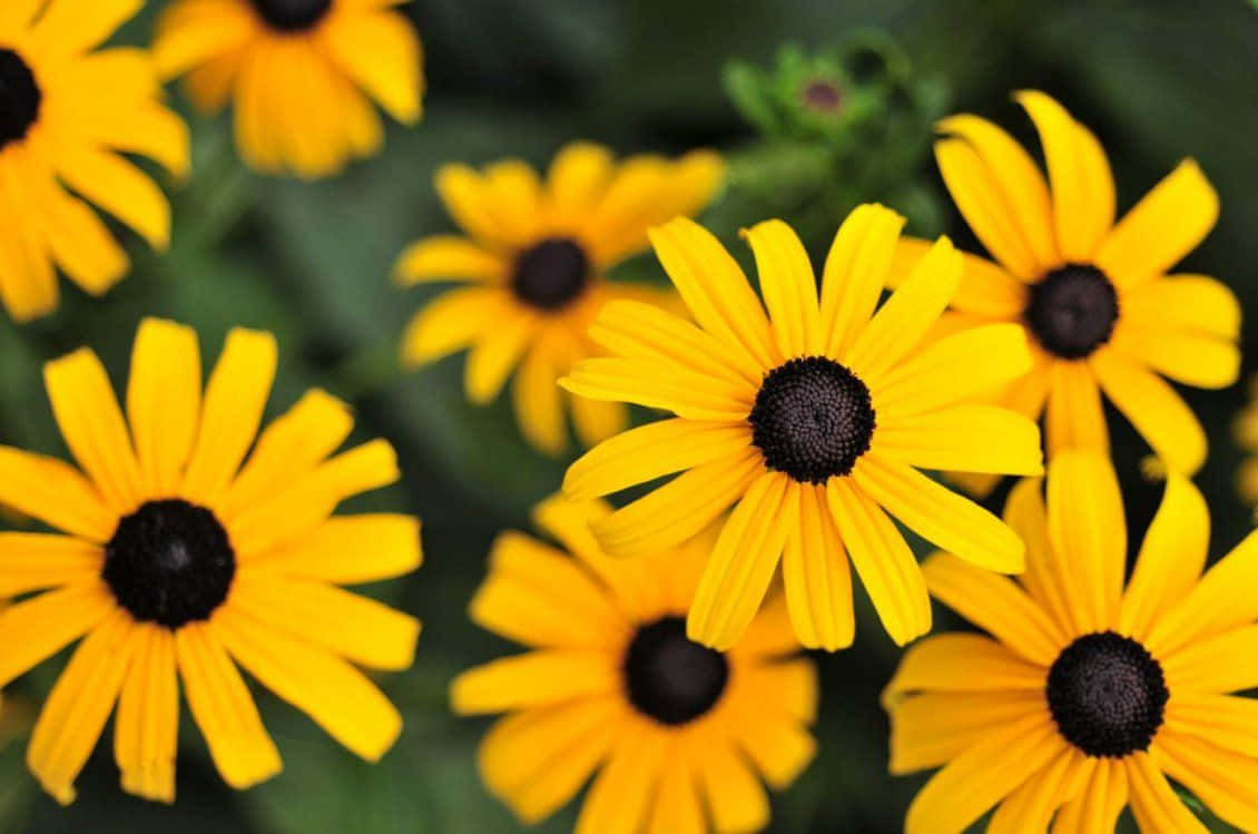 Radiant Yellow Daisy In Full Bloom Wallpaper