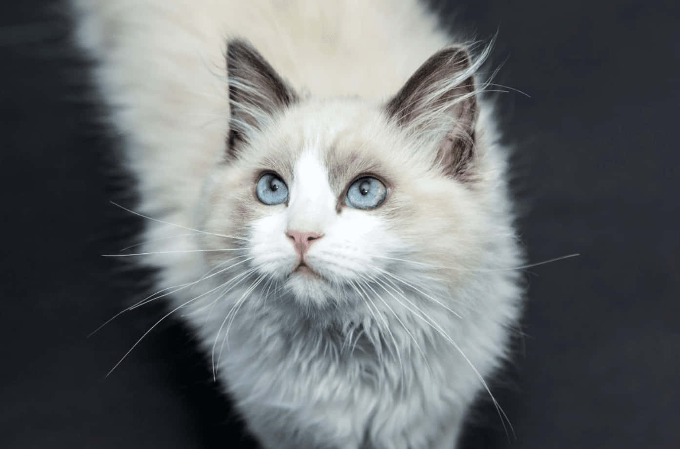 Ragdoll 1394 X 920 Wallpaper Wallpaper