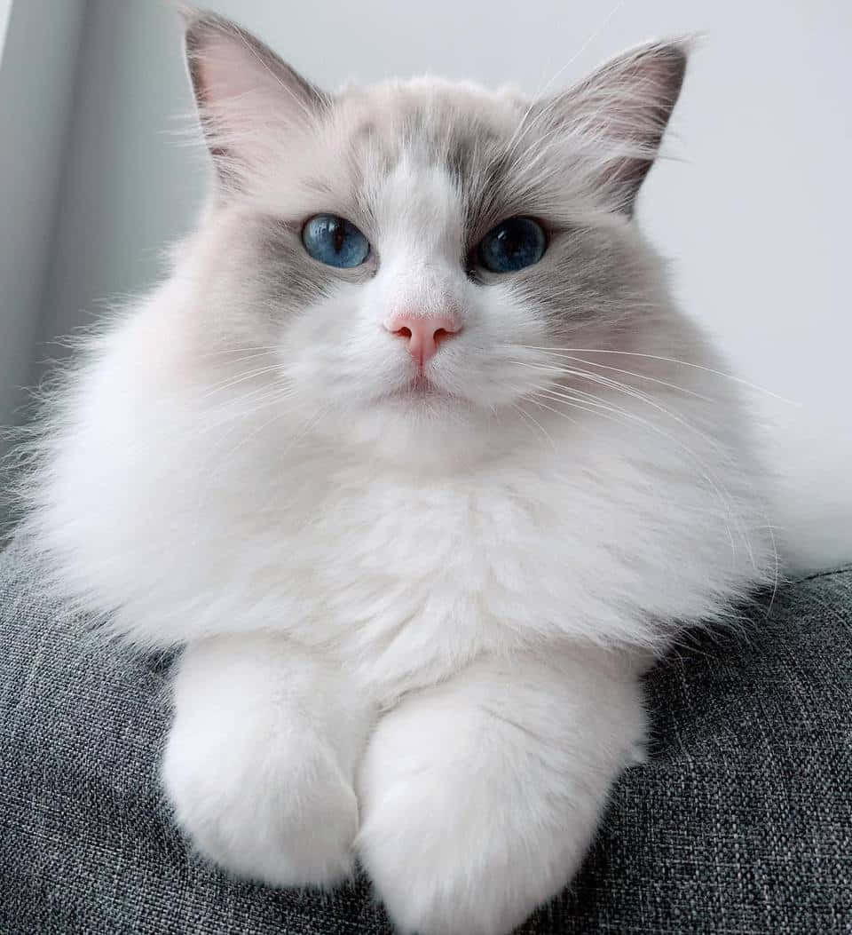 Ragdoll Cat Lounging On A Couch Wallpaper